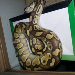 fotos