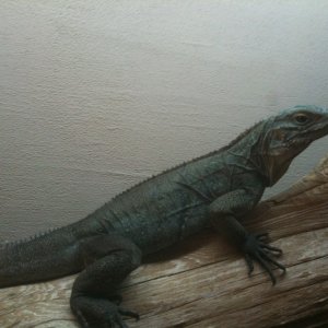high blue cyclura
