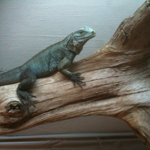high blue cyclura 2yrs old