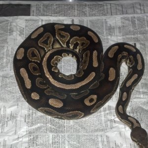 Cinnamon breeding pair