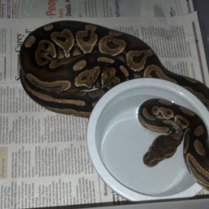 Cinnamon breeding pair