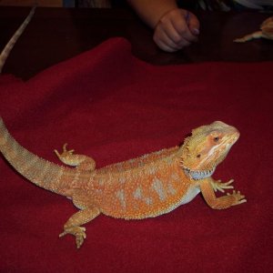 Reggie