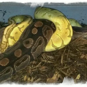 Eric Pfeiffer Reptiles