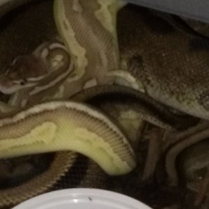 Eric Pfeiffer Reptiles