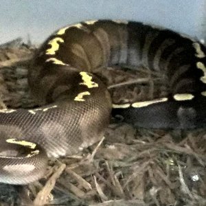 Eric Pfeiffer Reptiles
