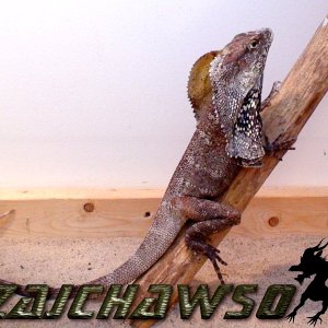frilleddragonmale1