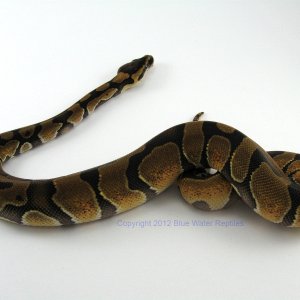 Male 2012 Enchi