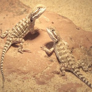 bros