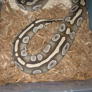 Bella 3-12-2013