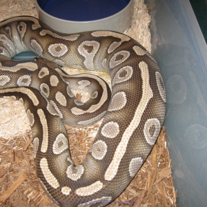 Bella Ovulation