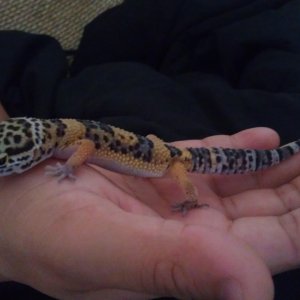 Toki in March