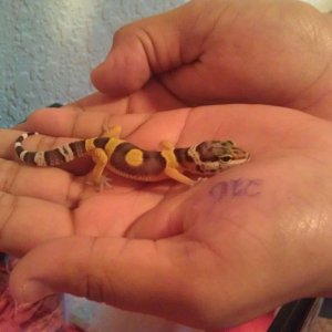 Toki the first day I got him in November