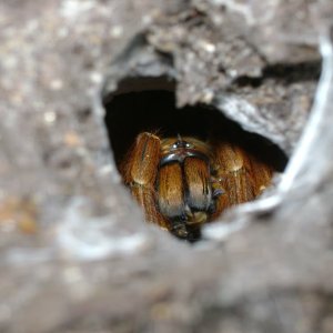 OBT P. murinus in Burrow
