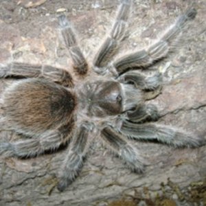 Female Rosea