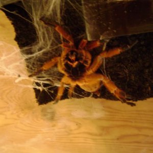 Adult Female OBT