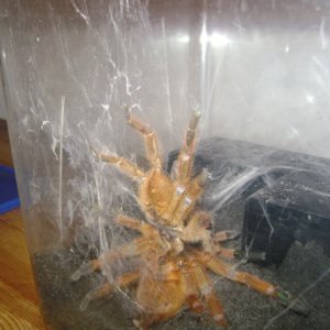 Mating OBT's