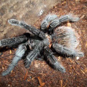B. vagans Female