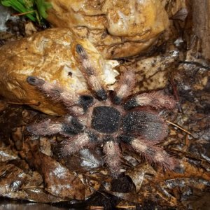Female N. coloratovillosus