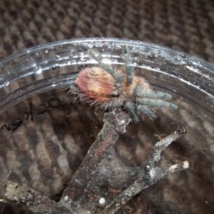 T. ockerti