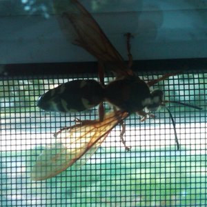 Unknown Hornet