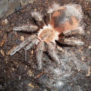P. platyomma