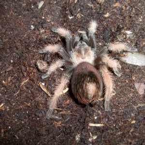 B. emilia