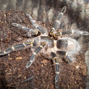 G. pulchripes