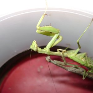 Mantids Mating