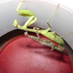 Mantids Mating
