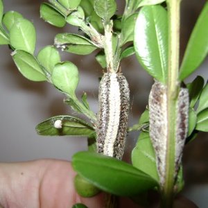 Mantid Oothecas
