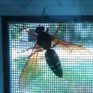 Unkown Hornet