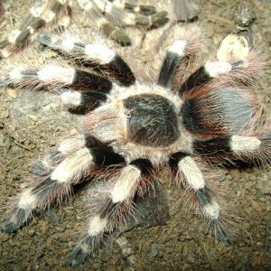 N. coloratovillosus Female
