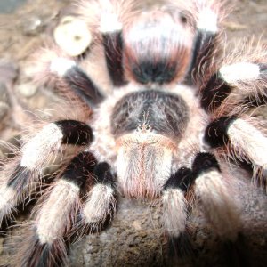 N. coloratovillosus Female