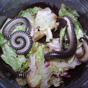 Florida Ivory Millipedes