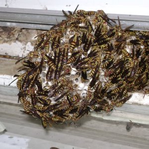 Yellow Jacket Nest