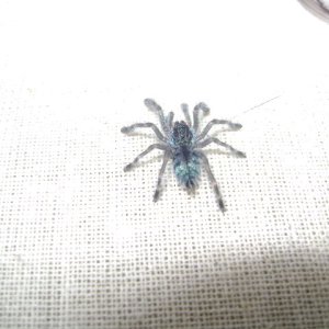 Versicolor Sling