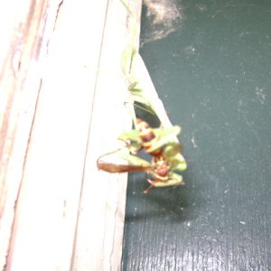 Mantid Eating Wasp