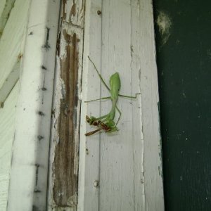 Mantid Eating Wasp