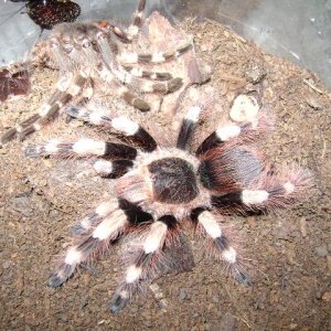 N. coloratovillosus Female