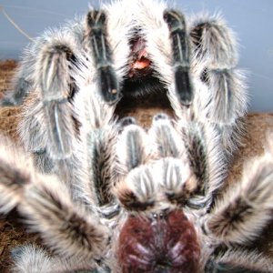 G. rosea Mating