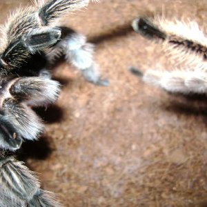 G. rosea Mating