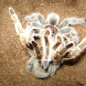G. rosea Mating
