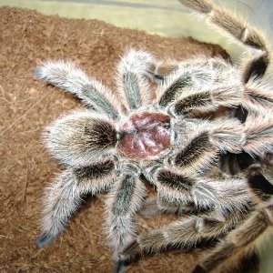G. rosea Mating