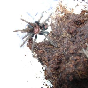 C. fasciatum