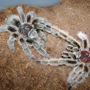 G. rosea mating