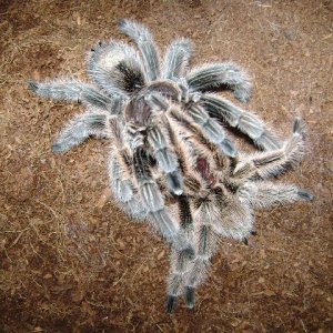 G. rosea mating