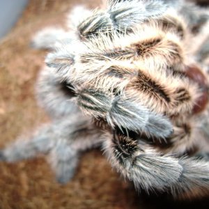 G. rosea mating