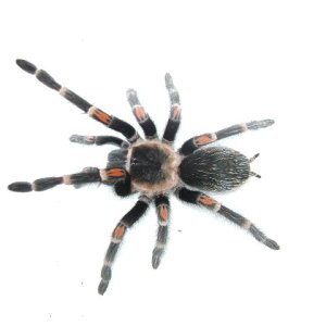 B. auratum Female