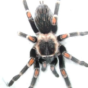 B. auratum Female
