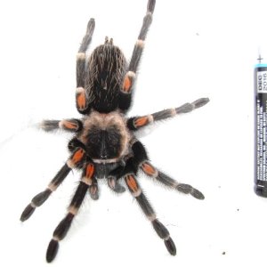 B. auratum Female